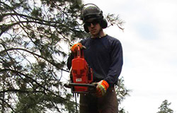 Family Tree Arborist Services