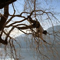 Pruning Acrobatics