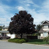 Norway Maple