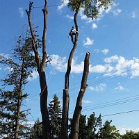 This Tree