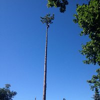 Daniel's First 100' Tree!